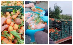 Români din Italia s-au filmat în timp ce spălă mandarinele cu „şampon de vase”: „Ia uitați ce cumpărăm din piață”