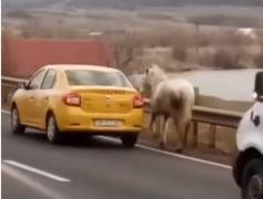 Doi tineri din Sibiu au răpit un cal cu taxiul