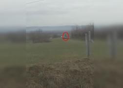 Bărbat atacat de o haită de câini de stână, salvat în ultima clipă de șeful echipei operative canine IPJ Sibiu