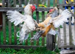 Luptele ilegale cu cocoși au devenit ilegale în India, în 1960