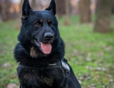 Câinele poliţist Gipsy a devenit erou pentru o bătrânică de 84 de ani din Brăila, care a rămas fără banii strânşi o viaţă întreagă