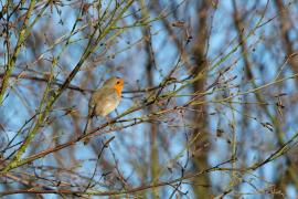 Vremea 2 martie. Temperaturile sunt în uşoară creştere