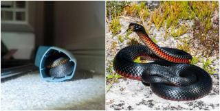 Incidentul a avut loc în Australia