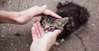 O pisică este mângâiată de o femeie - foto ilustrativă