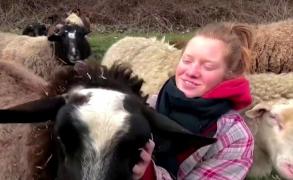 Te simți singur în pandemie? O fermă din Germania ofera gratis îmbrăţişări cu oi
