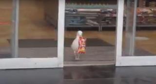 Pescăruș infractor surprins în timpul delictului: A intrat într-un supermarket din Scoția și a furat o pungă de cartofi prăjiți, după o atentă selecție