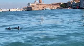 Imagini inedite surprinse în Veneția: Doi delfini, filmați înotând în Canal Grande
