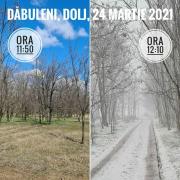 Fenomen unic la Dăbuleni: Primăvară și iarnă în 20 de minute