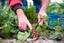 Comisia Europeană oferă sprijin financiar pentru ca cel puțin un sfert din terenurile agricole europene să fie ecologice până în 2030