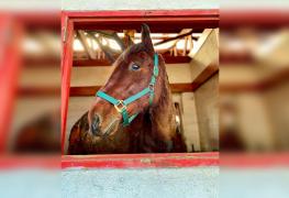 Calul incendiat cu tot cu căruță, în Ilfov, a fost eutanasiat.