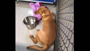 Sisu a furat unicornul de pluș dintr-un magazin din SUA