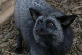 Apariție neașteptată în Londra: O vulpe neagră, exemplar extrem de rar