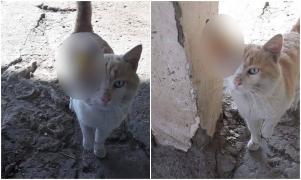 Pisicile unei bătrâne, străpunse de săgeţile din arbaleta unui constănţean. Poliţia îl caută