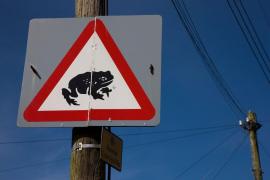 Atenție, trec animale