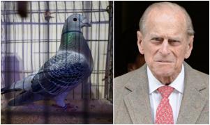 Porumbeii de curse vor fi eliberați din crescătoriile reginei