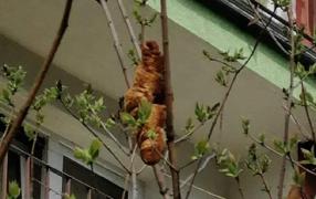 Salvatorii de animale din Polonia au fost chemaţi în urma unui raport despre o creatură cu aspect periculos