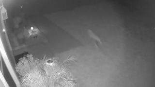 O femeie din Florida susţine că un "pui de dinozaur" i-a trecut prin curte. Momentul a fost surprins şi de camerele de supraveghere