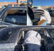 Misiunea de salvare a celor 15.000 de albine