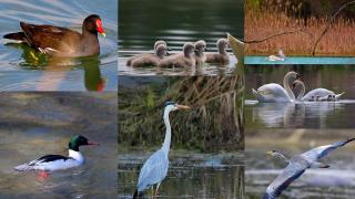 Imagini inedite surpinse pe Insuliţa Jiului. Mai multe specii de păsări şi-au făcut apariţia odată cu venirea primăverii