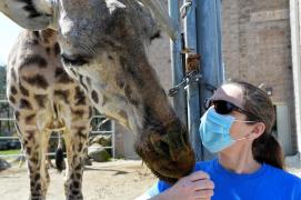 A murit girafa April, eutanasiată. Animalul a devenit o senzație mondială, după ce milioane de persoane au urmărit-o cum naşte, în direct