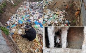 Câini fără stăpân