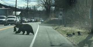 Străduința unei ursoaice cu puii ei neastâmpărați, amuzat de familiară