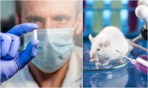 Colaj între un cercetător care ține o pastilă și un șobolan care este injectat cu o substanță