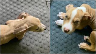 Un cuplu a primit interdicţia de a avea animale de companie timp de trei ani, după ce și-a înfometat câinii cu dietă vegană