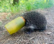 Un arici a rămas blocat cu capul într-un borcan