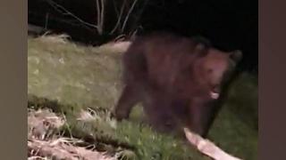 Orice iniţiativă privind soarta ursului agresiv din Suceava, blocată în birocraţia românească. Animalul a făcut prăpăd în gospodăriile oamenilor