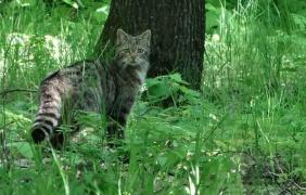 O pisică sălbatică fotografiată într-o pădure din Vaslui