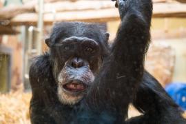 Imagine ilustrativă