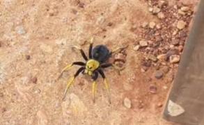 Un păianjen-lup a stârnit curiozitatea internauţilor din Australia
