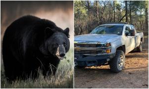 O femeie din Colorado, în vârstă de 39 de ani, a murit într-un aparent atac al unui urs