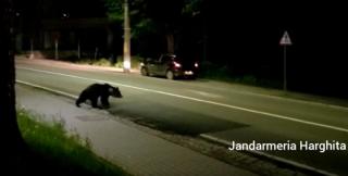 Urşi prezenţi în localitatea Băile Tuşnad