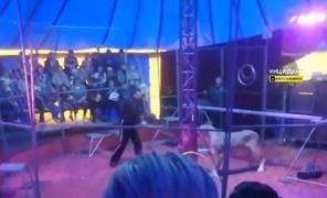 Leul care şi-a atacat dresorul, în Rusia, retras din spectacolele de circ