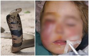 Cobra scuipătoare de Mozambic