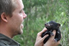 Șapte diavoli tasmanieni s-au născut într-o rezervaţie de 400 de hectare din Australia