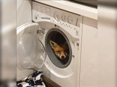 O vulpe s-a furisat intr-o masina de spalat