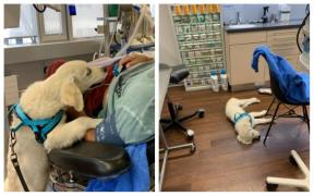 Câinele-miracol: Şi-a readus stăpânul la viaţă, după o complicaţie apărută în urma unei intervenţii chirurgicale