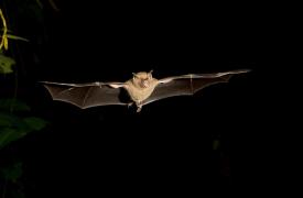 Pasagerii unui avion din India au tras o sperietură grozavă, după ce un liliac a început să zboare printre ei