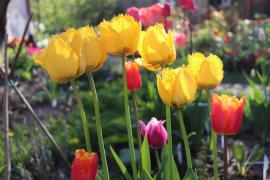 Imagine ilustrativă