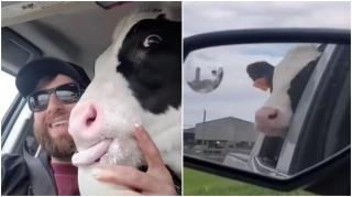 Viţelul Gucci a ajuns vedetă pe internet, după ce stăpânul său l-a scos la o îngheţată şi a filmat totul, în SUA - VIDEO