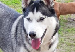 Apelul disperat pentru găsirea unui husky a avut succes: „Maya pentru noi este precum un copil”