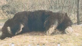 Arthur, ursul ucis de prinţul din Austria