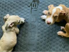 Câinii erau subnutriți și înfometați