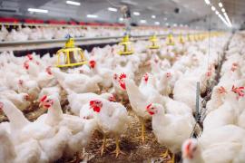 focar de gripă aviară în Mures