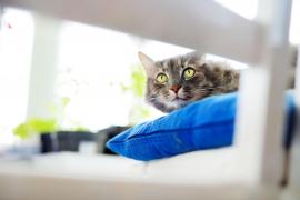 Femeie găsită moartă în casă, mâncată pe jumătate de pisicile ei, în Spania