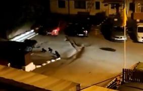 Se caută măsuri pentru a putea îndepărta urşii din oraş. Autorităţile locale depăşite de situaţie