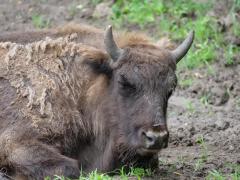 Romică s-a făcut mare! Cel mai simpatic zimbru de la rezervaţia de la Haţeg a făcut un an